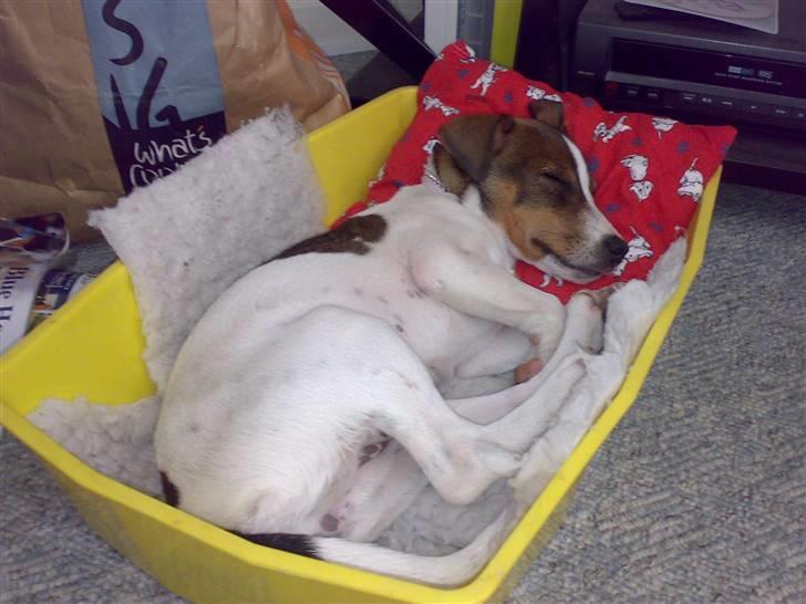 Jack russell terrier Freja billede 4