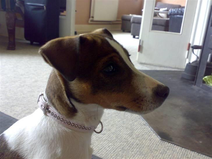 Jack russell terrier Freja billede 5