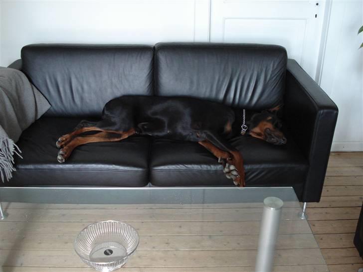 Dobermann Zippo billede 4