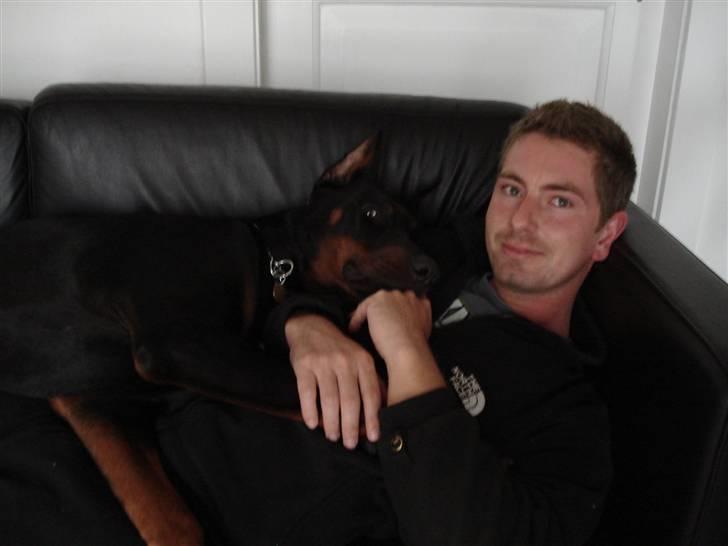 Dobermann Zippo billede 5