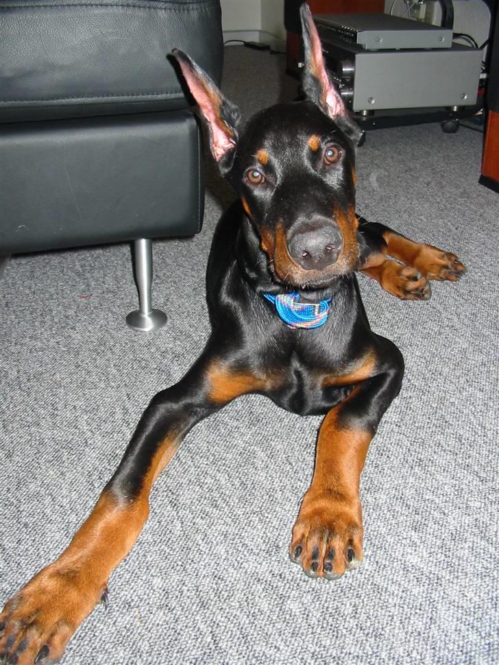 Dobermann Zippo - Zippo som hvalp billede 6