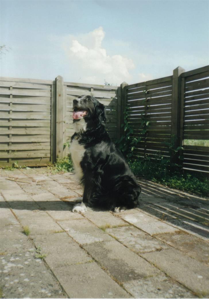 Border collie Mulle DØD billede 1