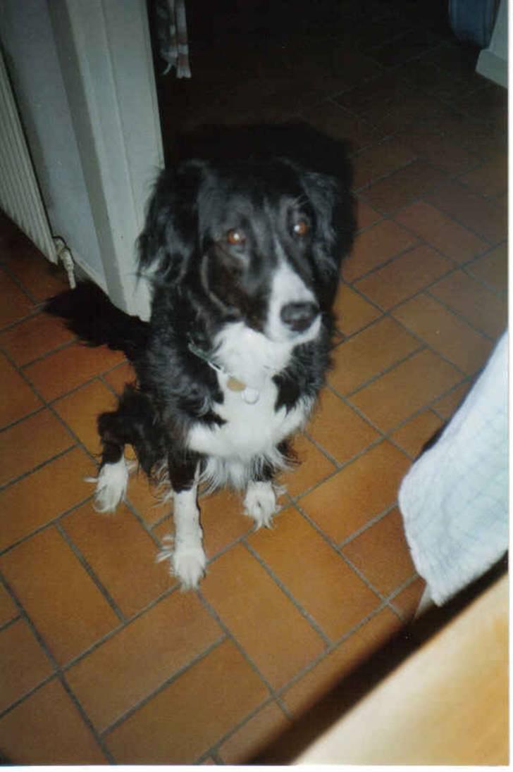 Border collie Mulle DØD billede 2