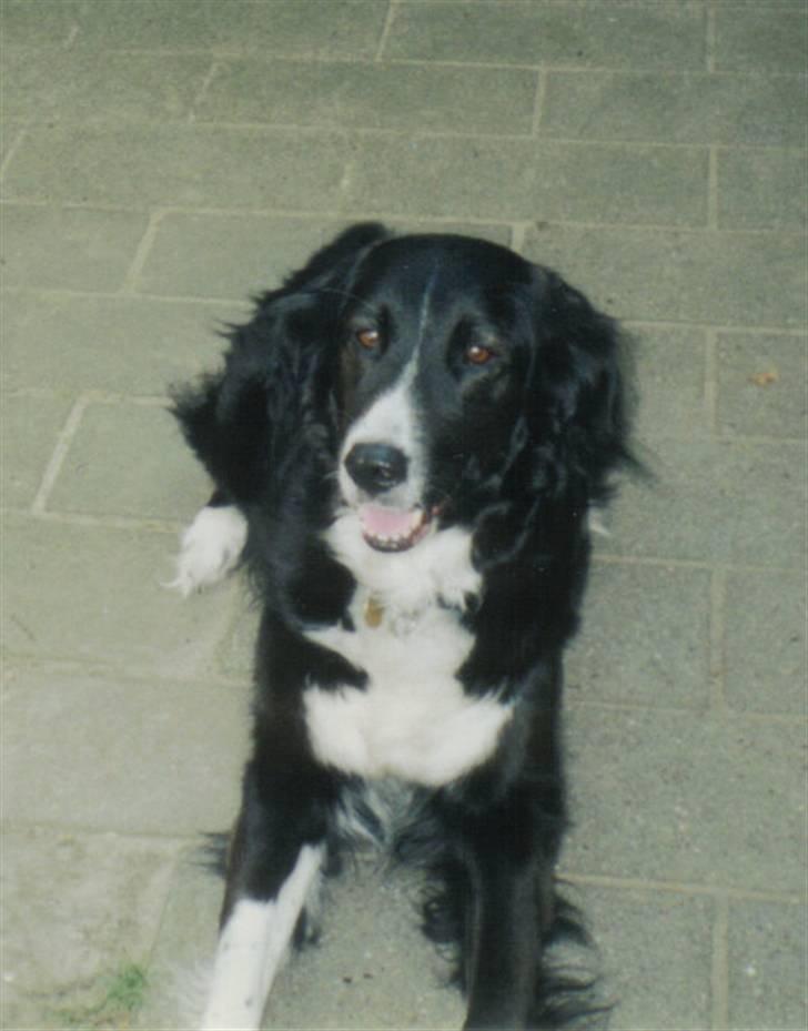 Border collie Mulle DØD billede 3