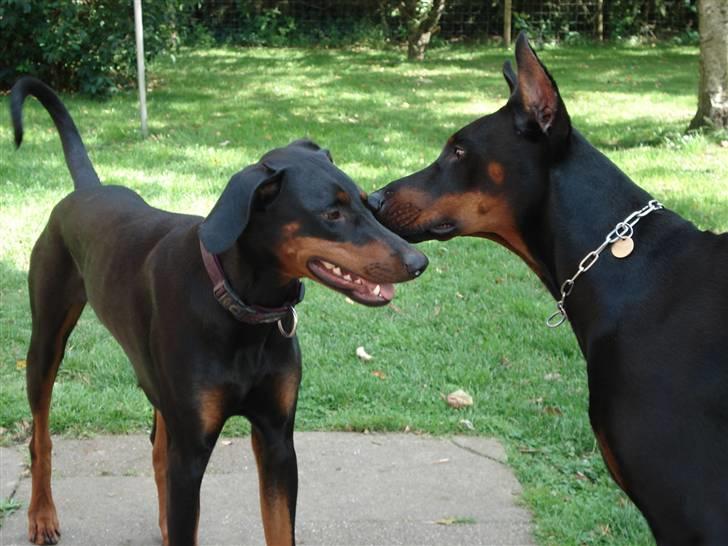 Dobermann Zippo - Zippo og veninden Diva billede 7
