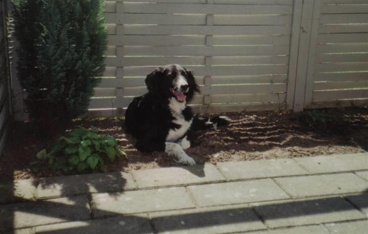 Border collie Mulle DØD billede 4
