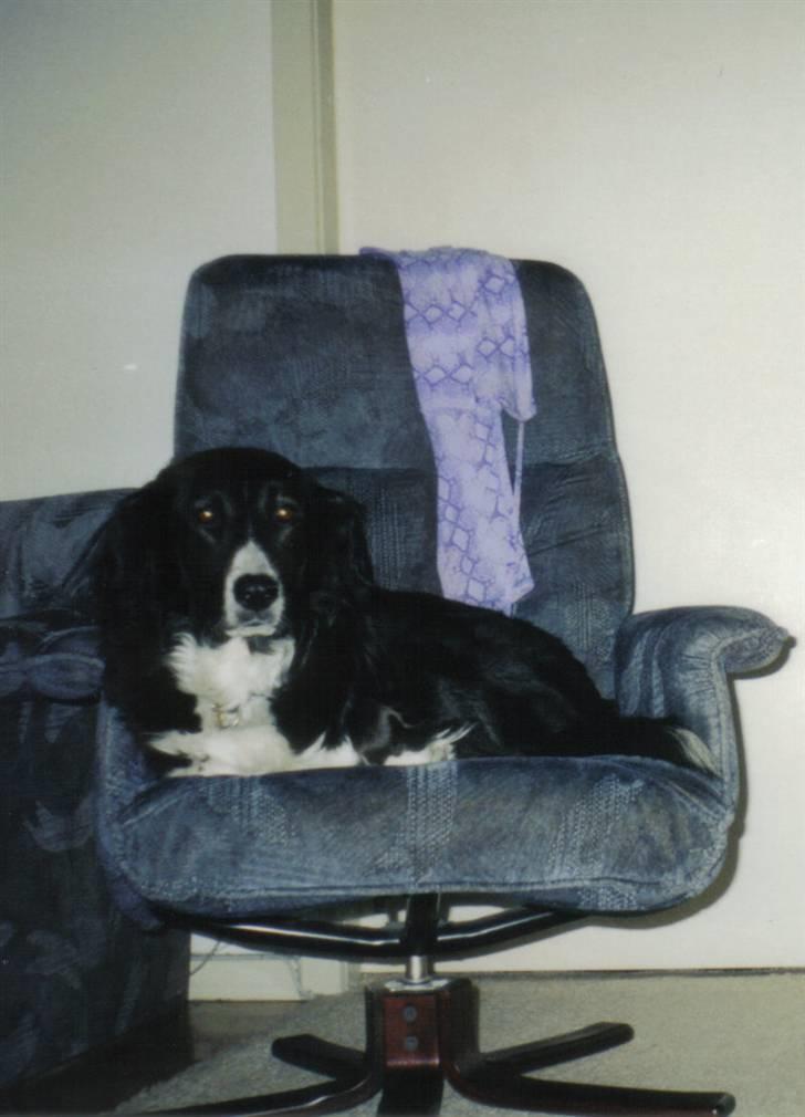 Border collie Mulle DØD billede 5