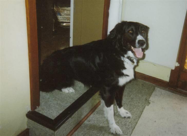 Border collie Mulle DØD billede 6
