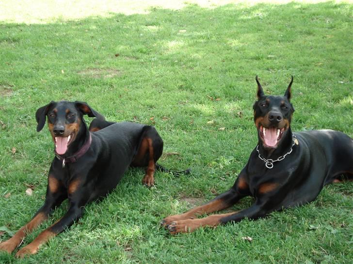 Dobermann Zippo billede 8