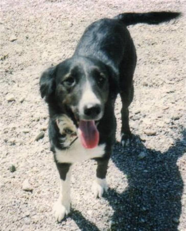 Border collie Mulle DØD billede 7