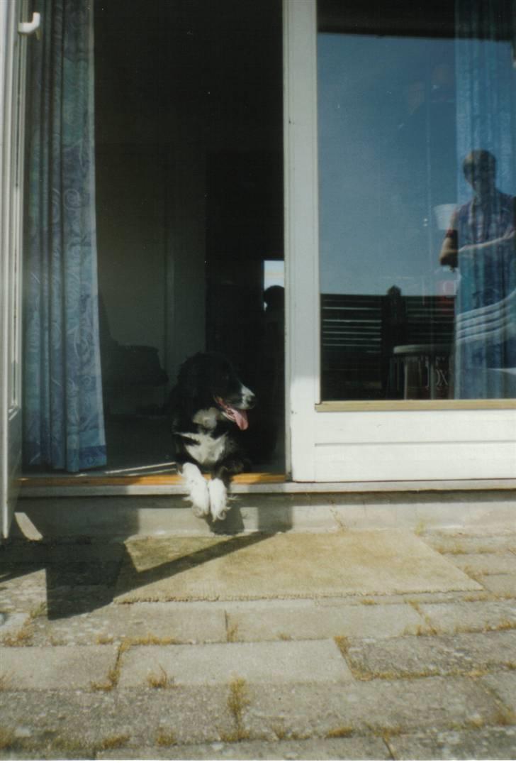 Border collie Mulle DØD billede 8