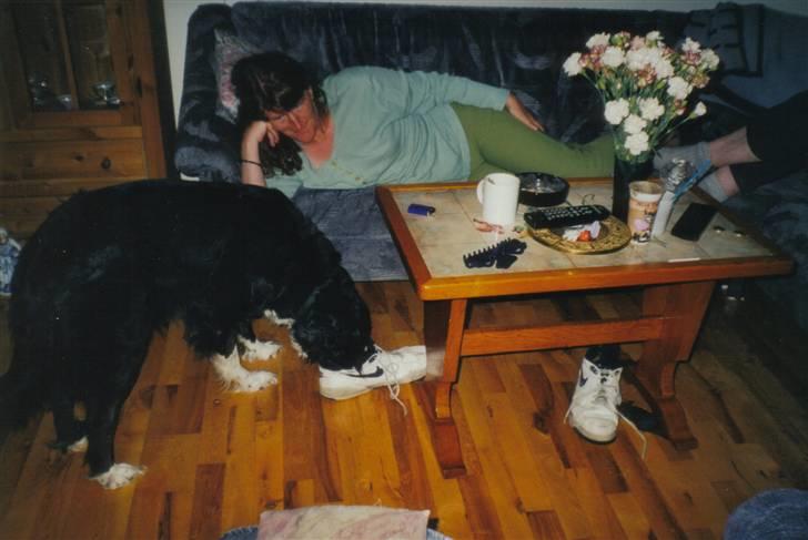 Border collie Mulle DØD billede 9