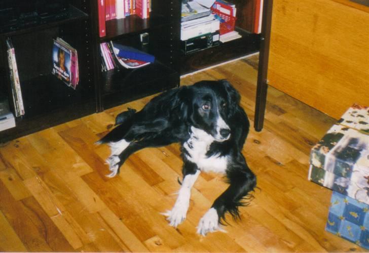 Border collie Mulle DØD billede 10