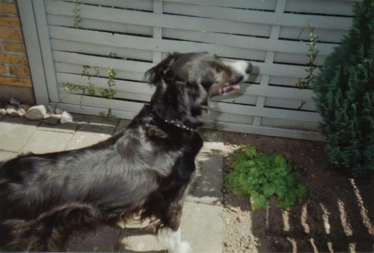 Border collie Mulle DØD billede 11