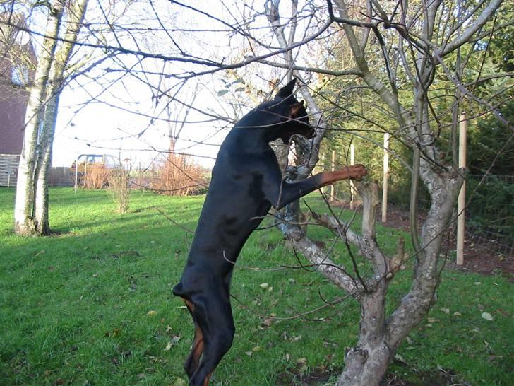 Dobermann Zippo billede 9