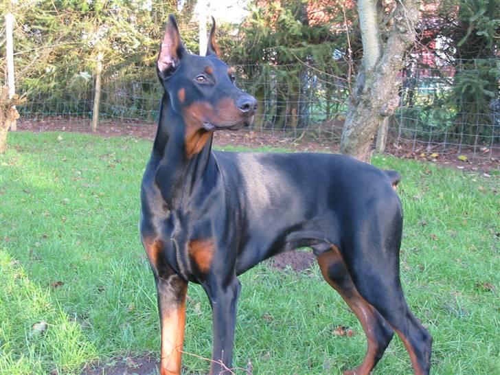 Dobermann Zippo billede 10