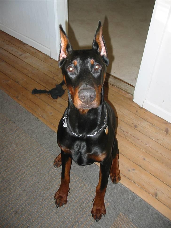 Dobermann Zippo billede 11