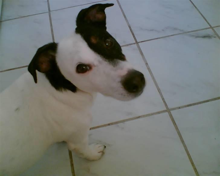Jack russell terrier Figo billede 1