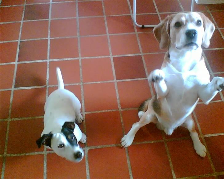 Jack russell terrier Figo billede 3