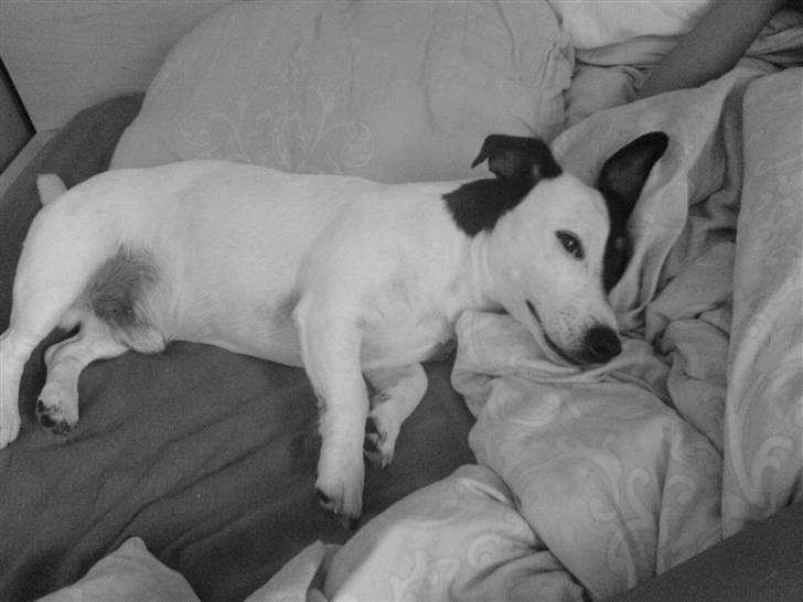 Jack russell terrier Figo billede 4