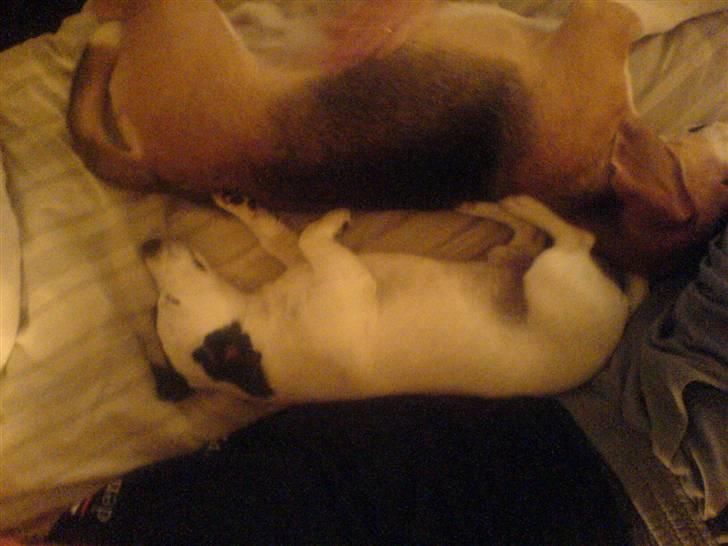 Jack russell terrier Figo billede 5