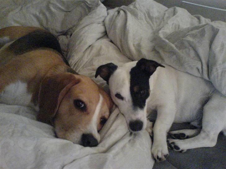 Jack russell terrier Figo billede 6