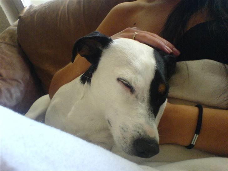 Jack russell terrier Figo billede 7