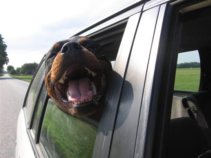 Rottweiler Buller - Jah, jeg er sgu en lækkerbuks, 8mdr. billede 19