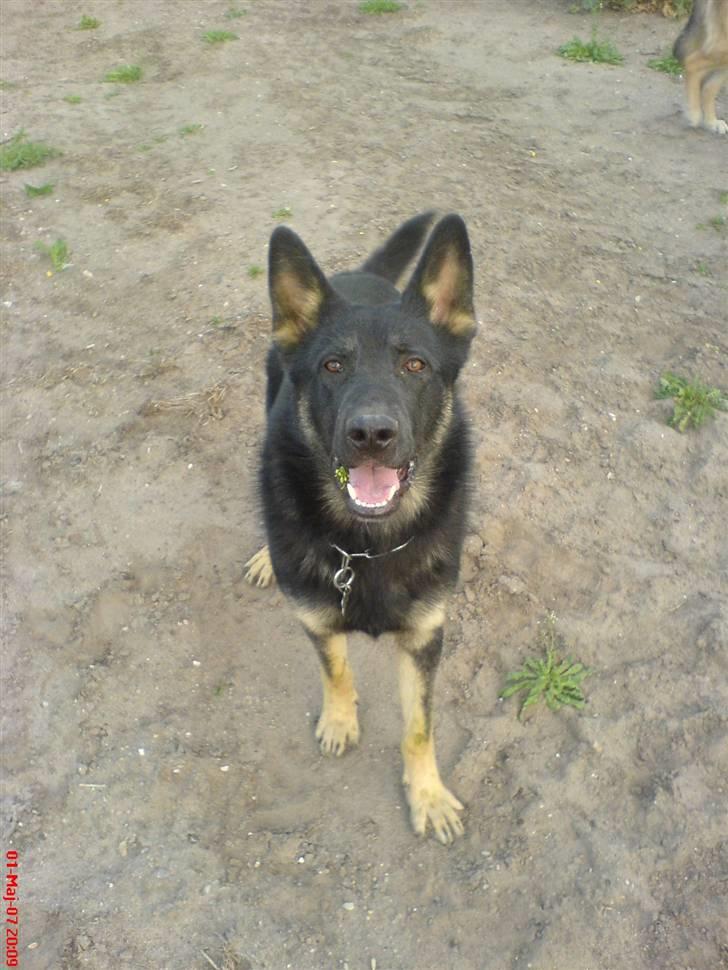 Schæferhund Ollie *Solgt* billede 1