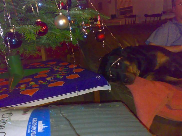 Rottweiler Kakestto's Cheetah *RIP* - Julehunden:) billede 6