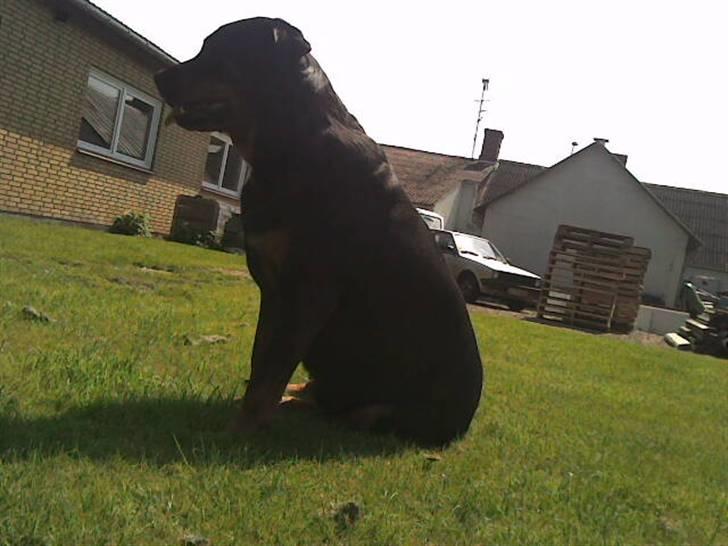 Rottweiler Kakestto's Cheetah *RIP* - I spy, with my little eye :P billede 7