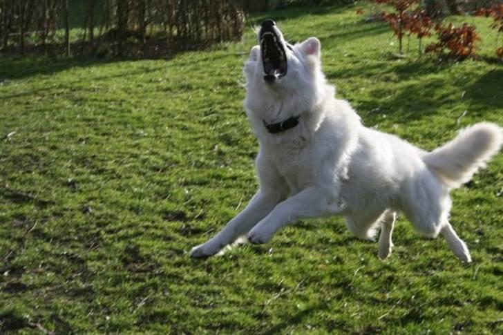Hvid Schweizisk Hyrdehund Oscar (Himmelhund) - Man skulle ikke gå ind i haven hvis man ikke var velkommen! billede 17