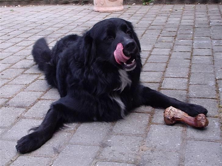 Blanding af racer Kenzo - UUUMMM guffe guffe, tusinde tak mor!! billede 1