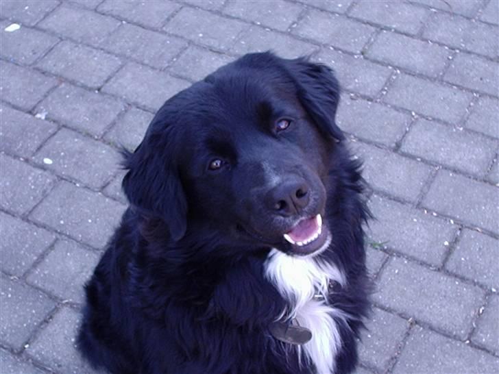 Blanding af racer Kenzo - Er jeg ikke dejlig billede 2