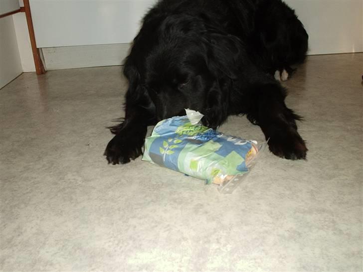 Blanding af racer Kenzo billede 3