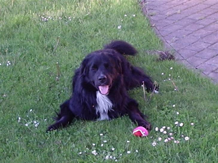 Blanding af racer Kenzo billede 4