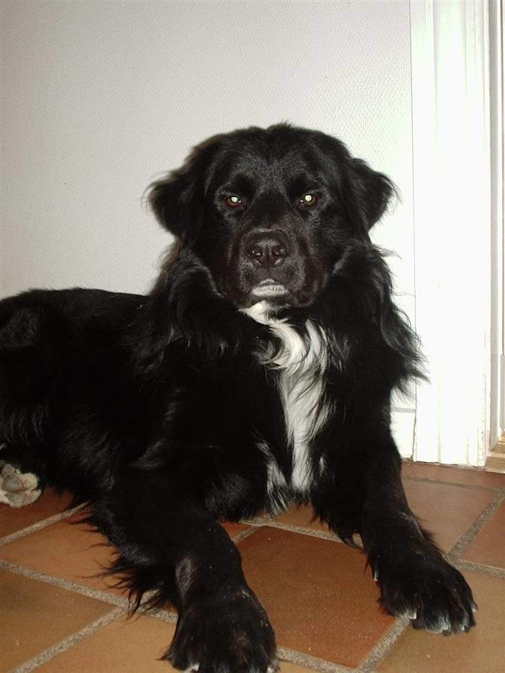 Blanding af racer Kenzo - kenzo 2,5 år, I am the king. billede 5