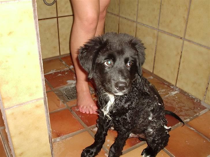 Blanding af racer Kenzo - Kenzo 5 mdr. i bad, han hader det stadig, men han syntes han er evig lækker bagefter.. billede 6