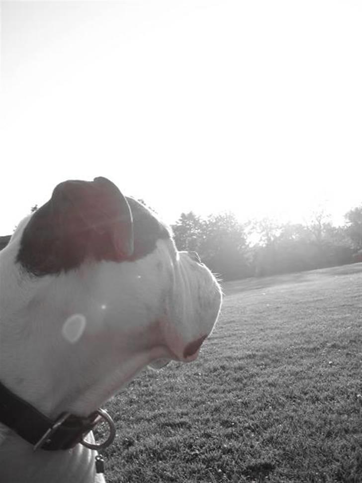 Amerikansk bulldog ben R.I.P 4/2-07-20/2-09 billede 3