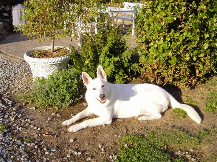 Hvid schæfer Tinka`s Ida - Hej med dig.....Dette er et nyt billed billede 5