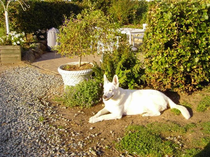 Hvid schæfer Tinka`s Ida billede 6