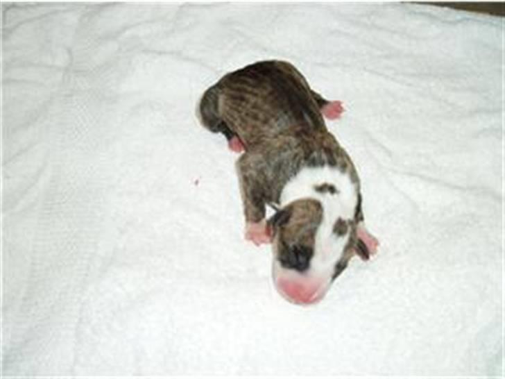 Blanding af racer Diego - En af de små ny =) billede 5