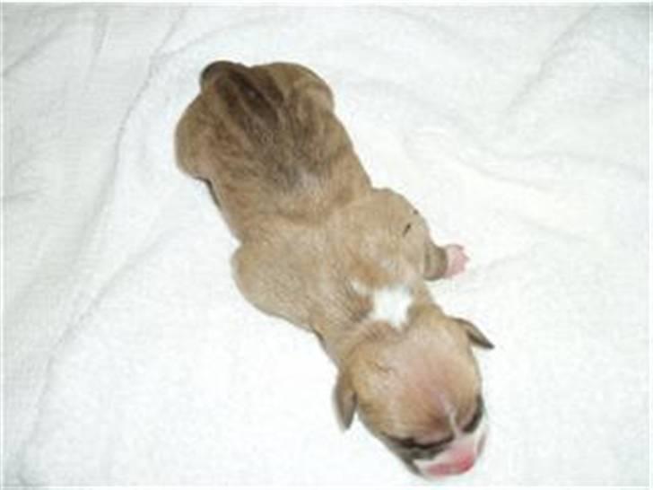 Blanding af racer Diego - En mere =) billede 6