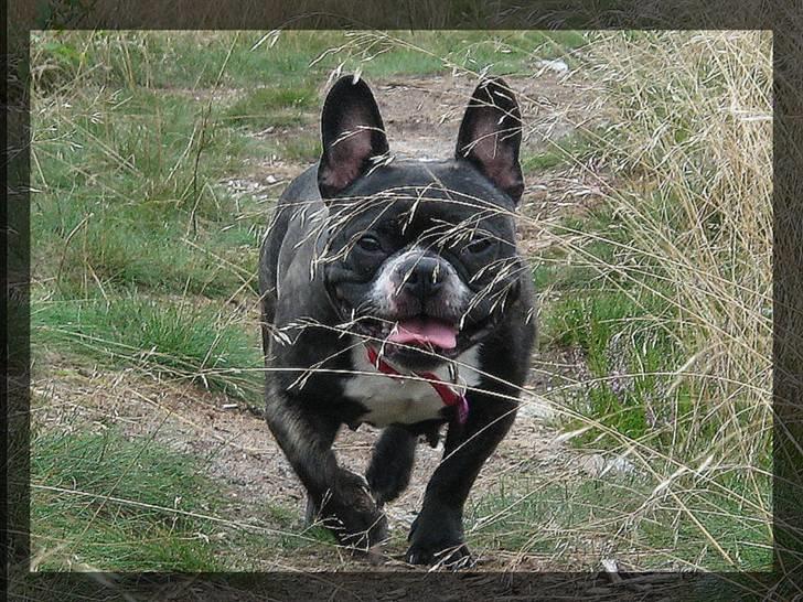 Fransk bulldog Frida - Hejsa, det er mig der er Frida billede 1