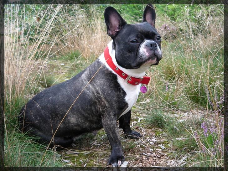 Fransk bulldog Frida - Frida i hundeskoven.. billede 2