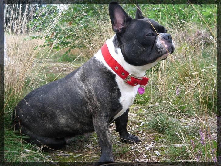 Fransk bulldog Frida - Bliv nu færdig mor! billede 3
