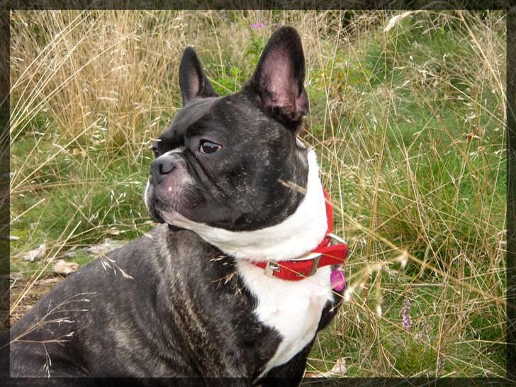 Fransk bulldog Frida - Orv, mon der kommer nogen som vil lege? billede 4