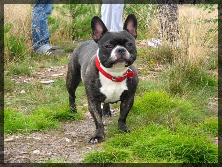 Fransk bulldog Frida - jeg er så lækker, lækker lækker lækker! billede 5