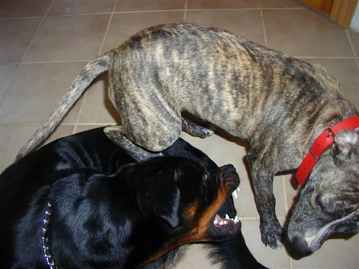Rottweiler Fia - Bataya og Fia leger. billede 15