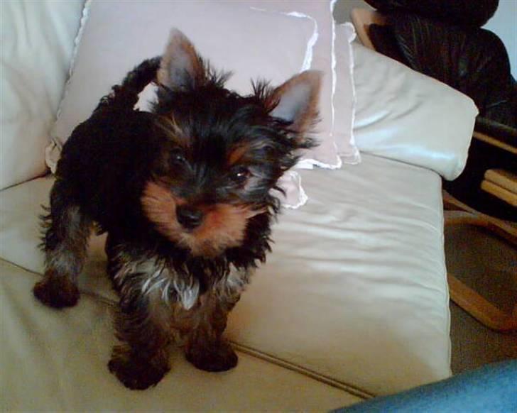 Yorkshire terrier Alfred - puhaa har lige ligget og sovet, så skal lige vågne ordentlig op:) billede 1